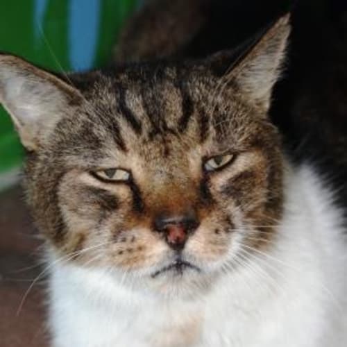 No photo for Jagger