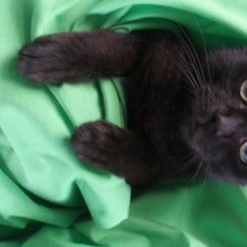 No photo for Ebony 