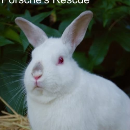 Toffee -Vaccinated and Desexed