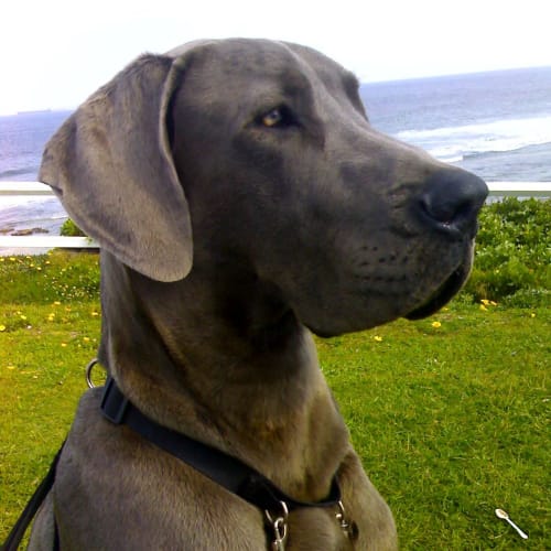 No photo for Rex