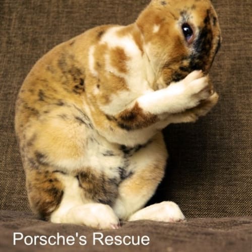 Claudia -Desexed and Vaccinated -On Hold