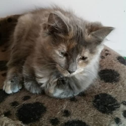 Yellow **2nd Chance Cat Rescue**