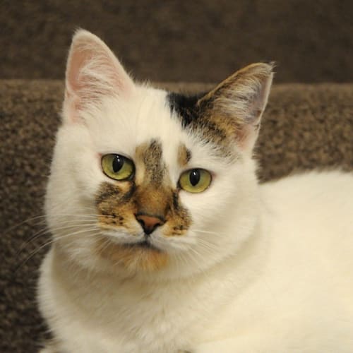 Mabel ❤ Gorgeous Loveable Cat 