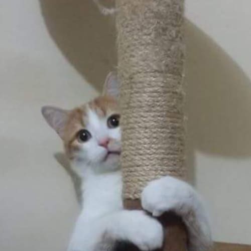 Simba handsome young man 💜