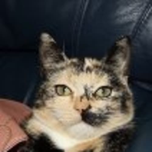 No photo for Tigerlilly