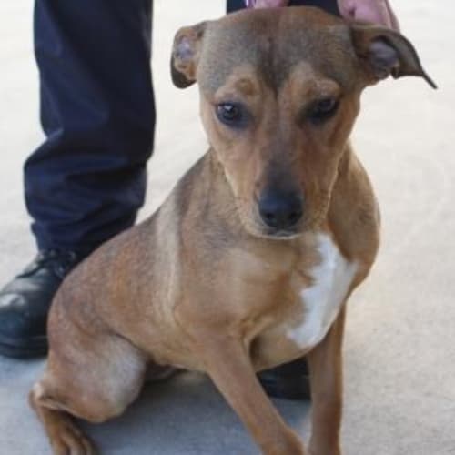 No photo for Foster Or Adopt  Sweet Little Staffy Girl