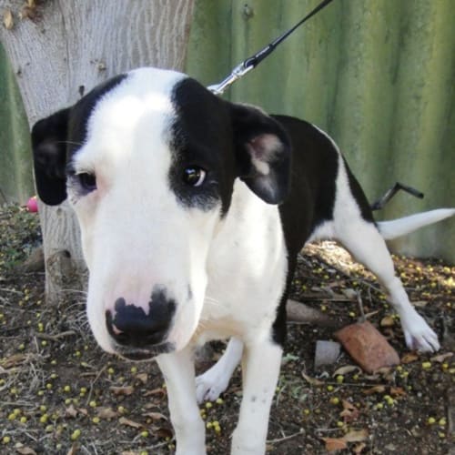 No photo for Harlow (D2120)