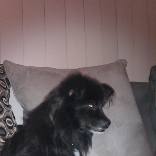 Rafferty Hd052 *Adoption Pending*