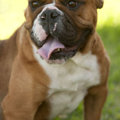 No photo for Lola Id7923