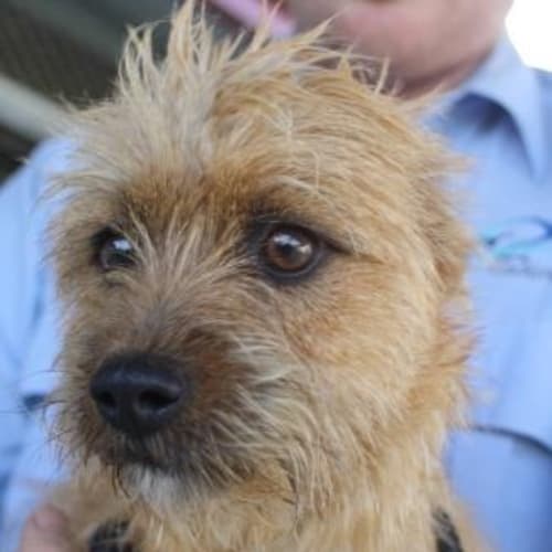 No photo for Foster Or Adopt   Cute Scruffy  Little Terrier Boy