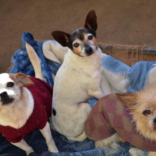 No photo for Fifi, Gina And Oscar *On Trial In Our New Home*