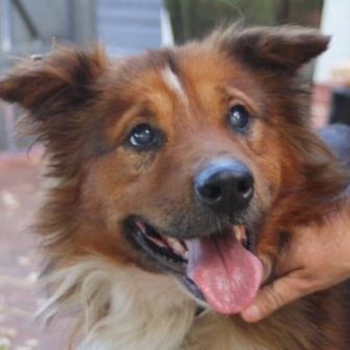No photo for Foster Needed For Tommy   Blind Collie