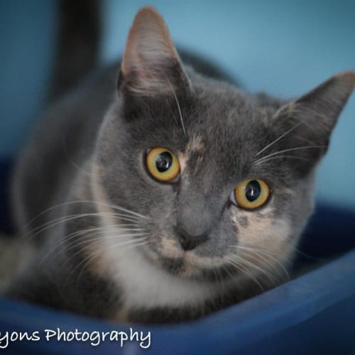 No photo for Pound Cats | Maggie