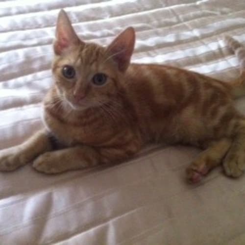 No photo for Marmalade