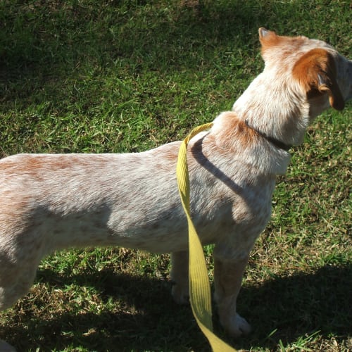 No photo for Rex***On Trial Adoption Pending ***