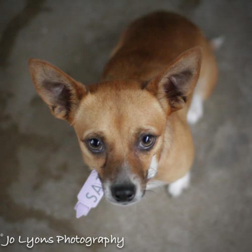 Toffee ***On Adoption Trial***