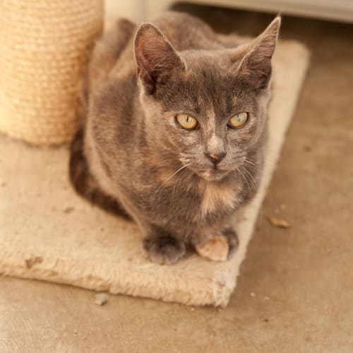 No photo for Tinka Id6624
