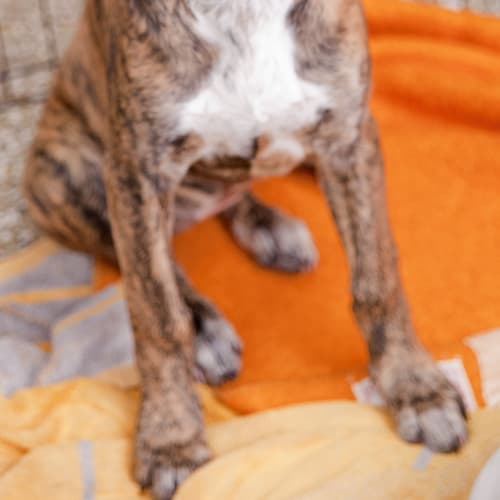 No photo for Staghound X Pup