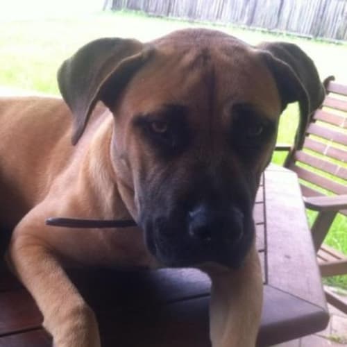 Rex Is  Is Trying A New Home!!