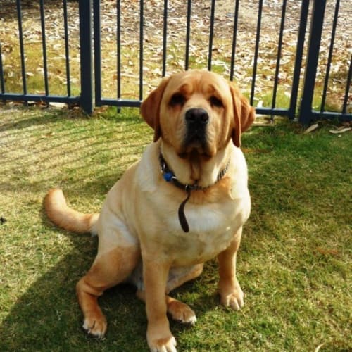 No photo for Sid   Adoption Pending