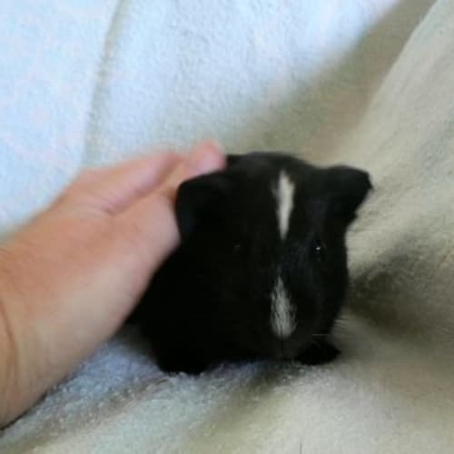 No photo for Bandit