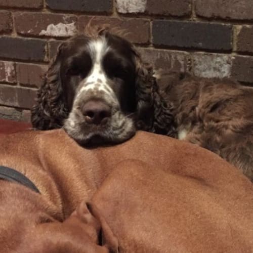 Bailey and Kooper .. B F F ... must stay together