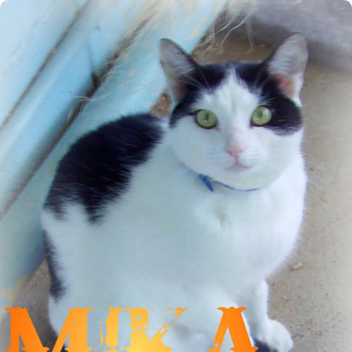 No photo for Mika