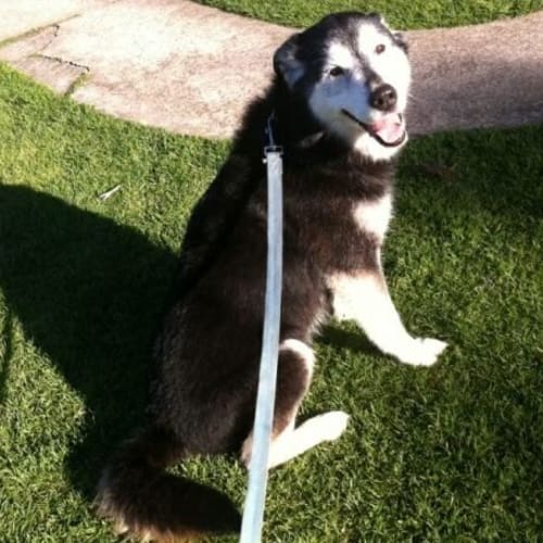 No photo for Tiger **Trialling New Home**