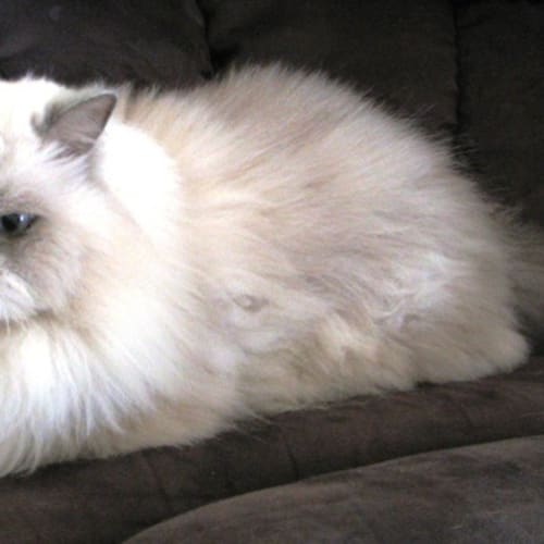 No photo for Meowser (C1842)
