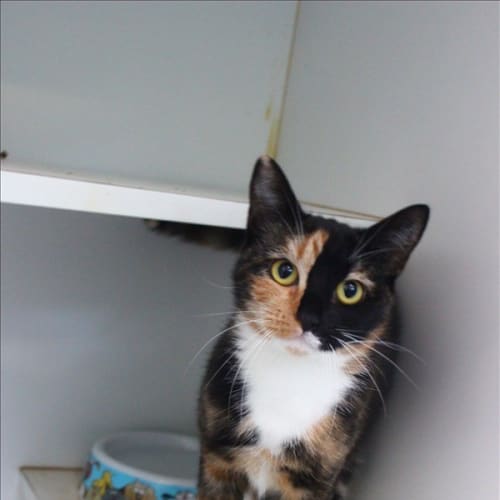 Henrietta