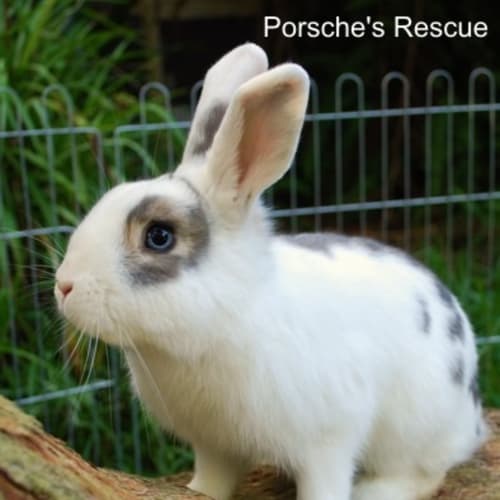 Blu -Desexed and Vaccinated -On Hold