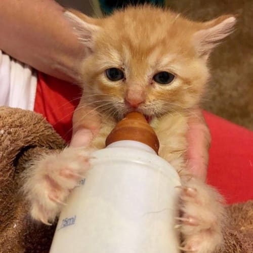 Kitties avaiable for adoption
