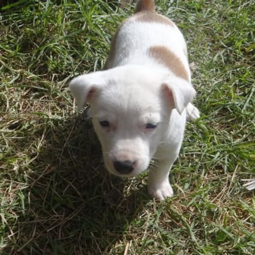 Hd071 **Suzie** *On Trial*