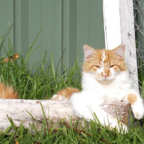 No photo for Ginger Meggs