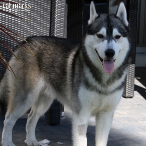 No photo for **On Trial** Kovu