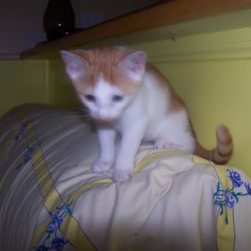 No photo for Lily