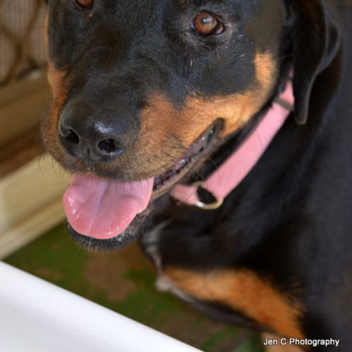 No photo for Dora ** A Pure Breed Rottweiler **
