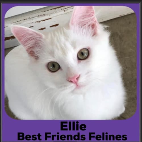 Ellie