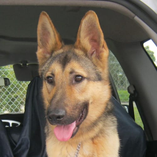 No photo for Mack On Hold Pending Adoption