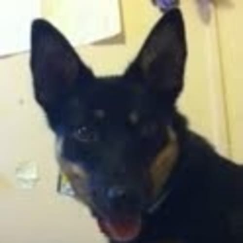 No photo for Miss Sasha *On Trial With My New Family*