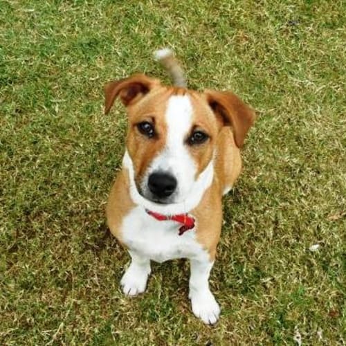 No photo for Alfie   Adoption Pending