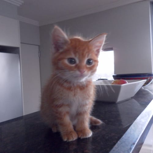 No photo for Ginger