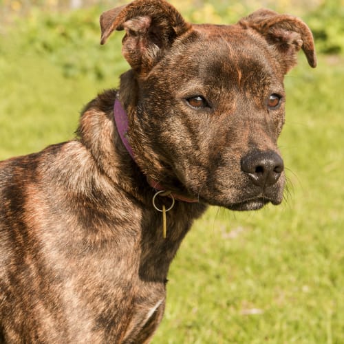 No photo for Narla Id 7510