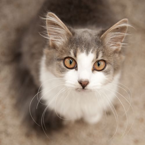 No photo for Archie Id 5765