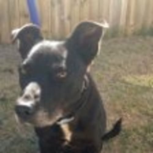 No photo for Urgent Foster Needed!   Jetty