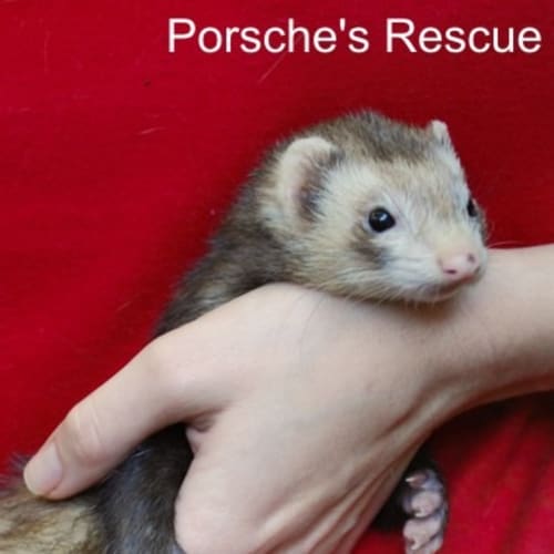 Gretel -Vaccinated, Desexed and Microchipped