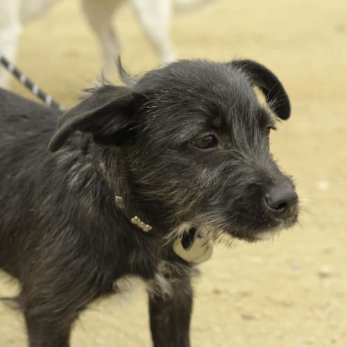Suki .... friendly & affectionate