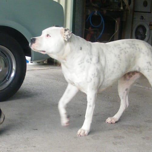 No photo for Female Ambulldog