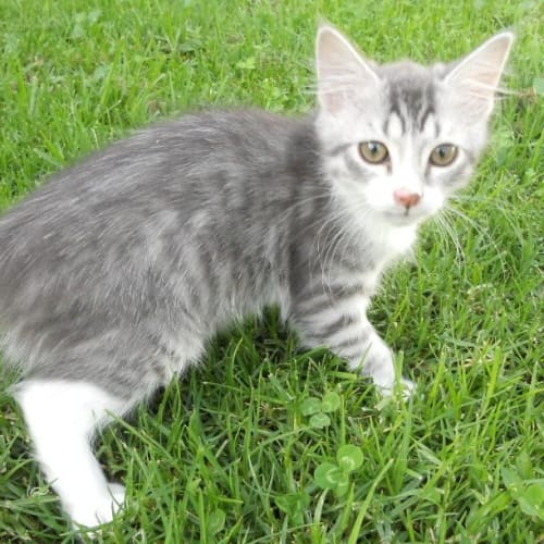 Bailey *On Trial Adoption With Lilly Yay!*