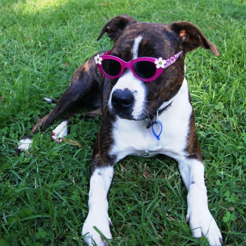 No photo for Brindi (On Trial)